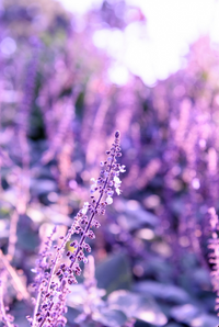 Lavender Oil: Naturally calming botanical that helps relax tense muscles and promote a more restful evening.