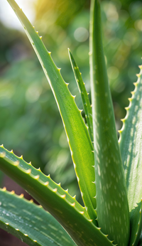 Aloe Vera: Soothes and conditions the skin while supporting absorption of the active ingredients